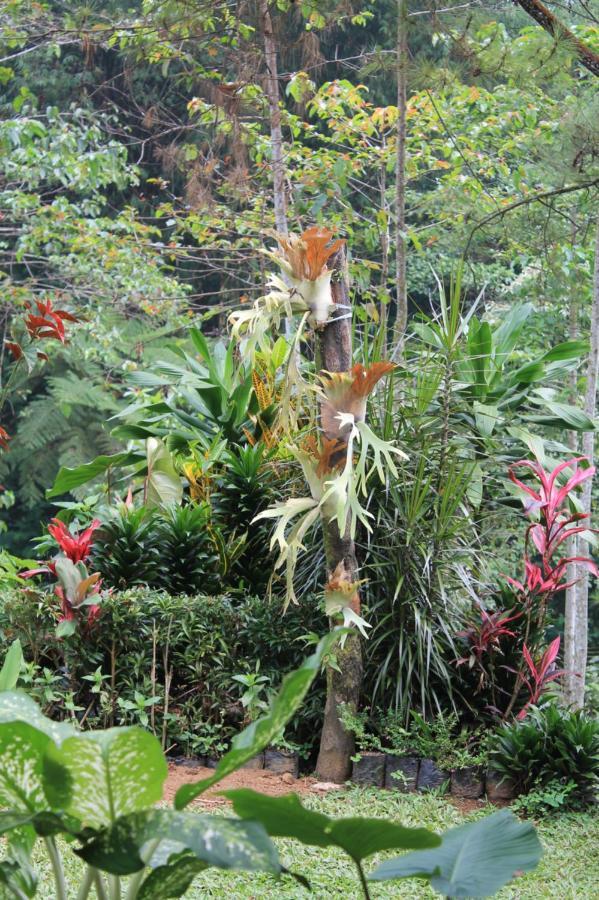 The Forest Villa Bogor Exterior photo